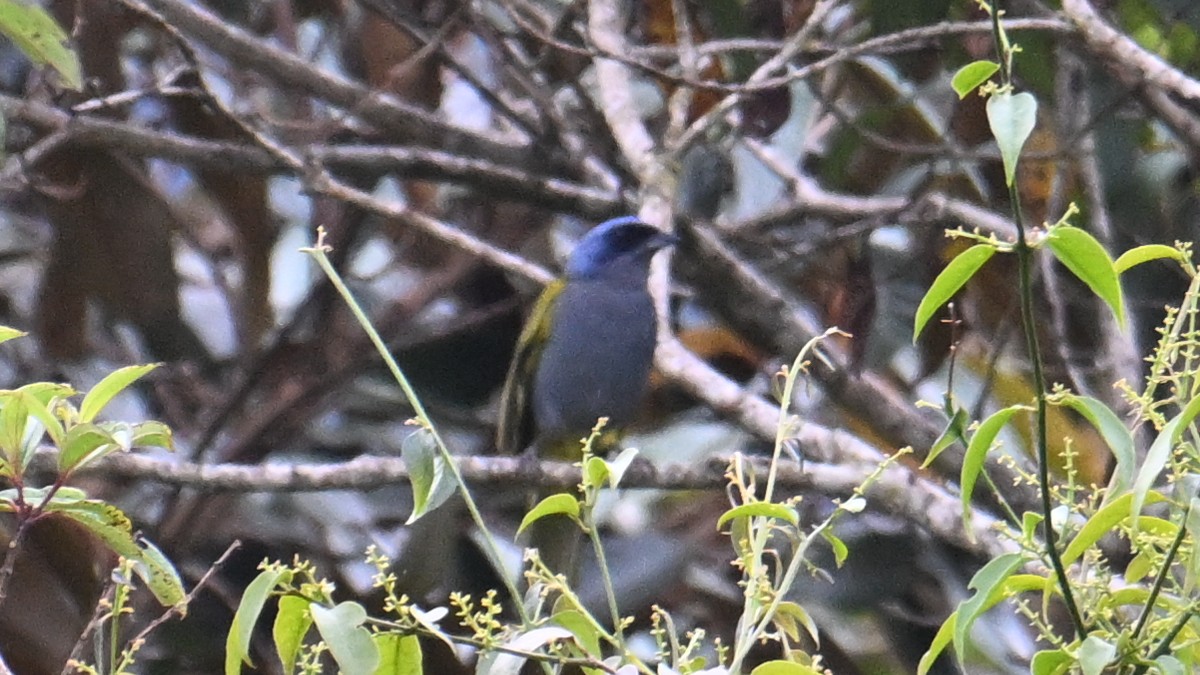 Blue-capped Tanager - ML643289576