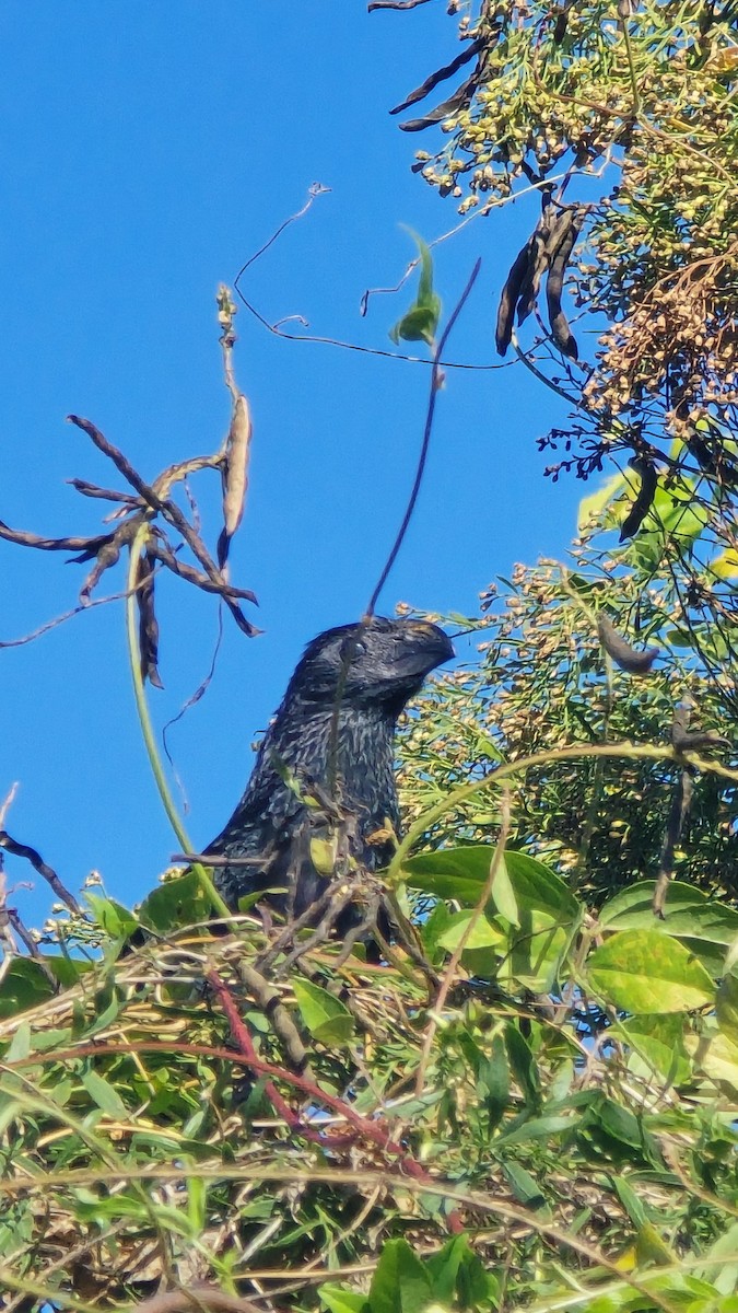 Groove-billed Ani - ML643289578