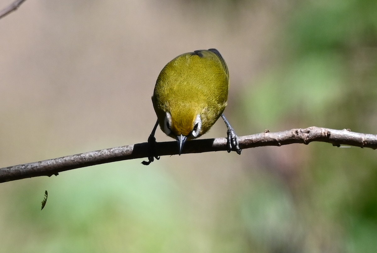 Kilimanjaro White-eye - ML643289583