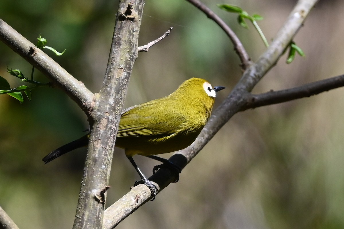 Kilimanjaro White-eye - ML643289586