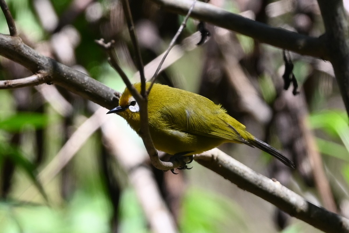 Kilimanjaro White-eye - ML643289587