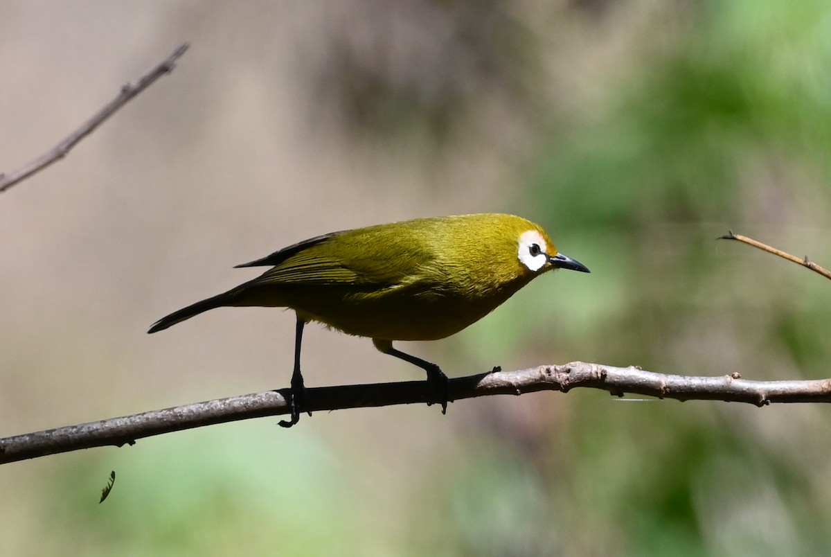 Kilimanjaro White-eye - ML643289590