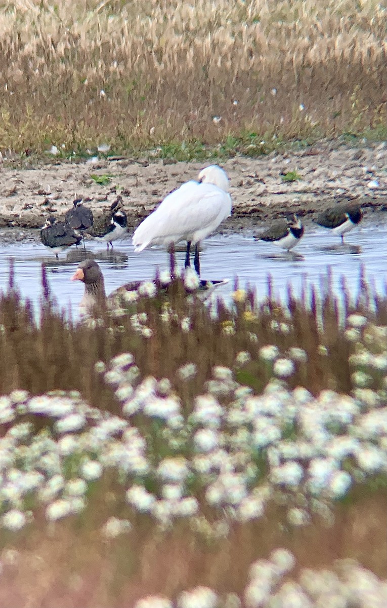 skjestork - ML643289591
