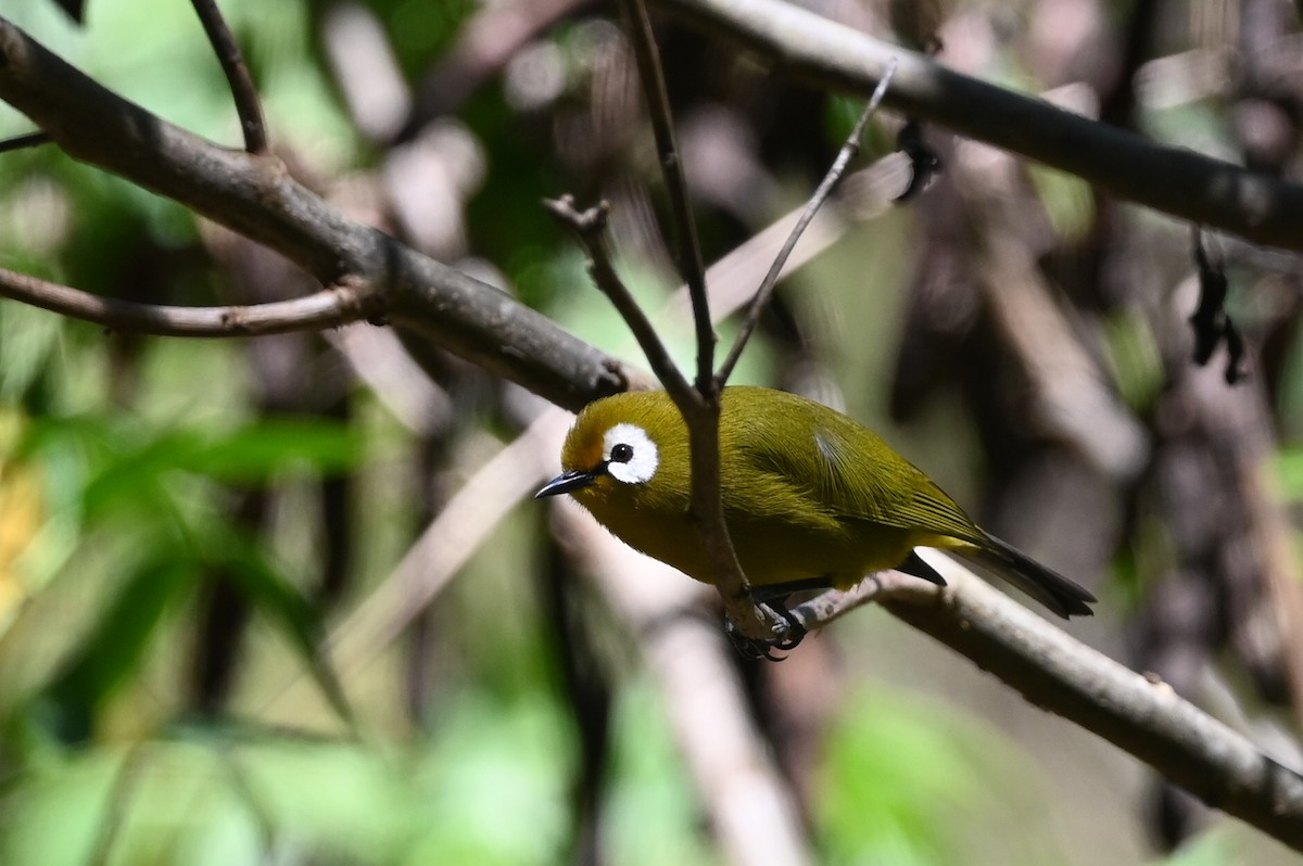 Kilimanjaro White-eye - ML643289592