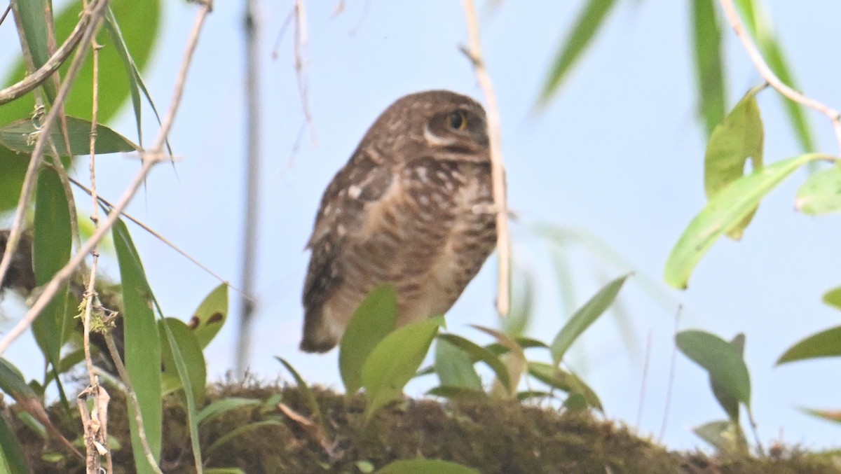 Burrowing Owl - ML643289608