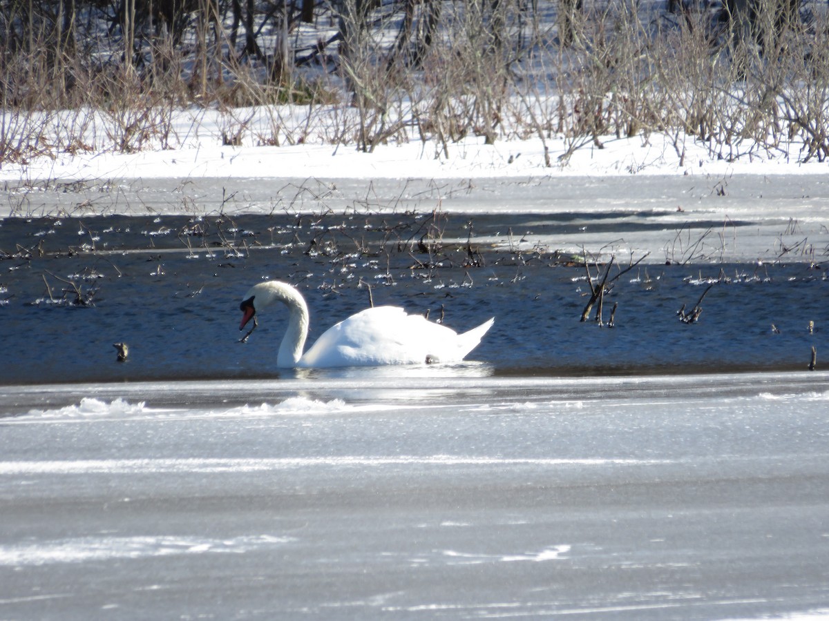 Cygne tuberculé - ML643289609