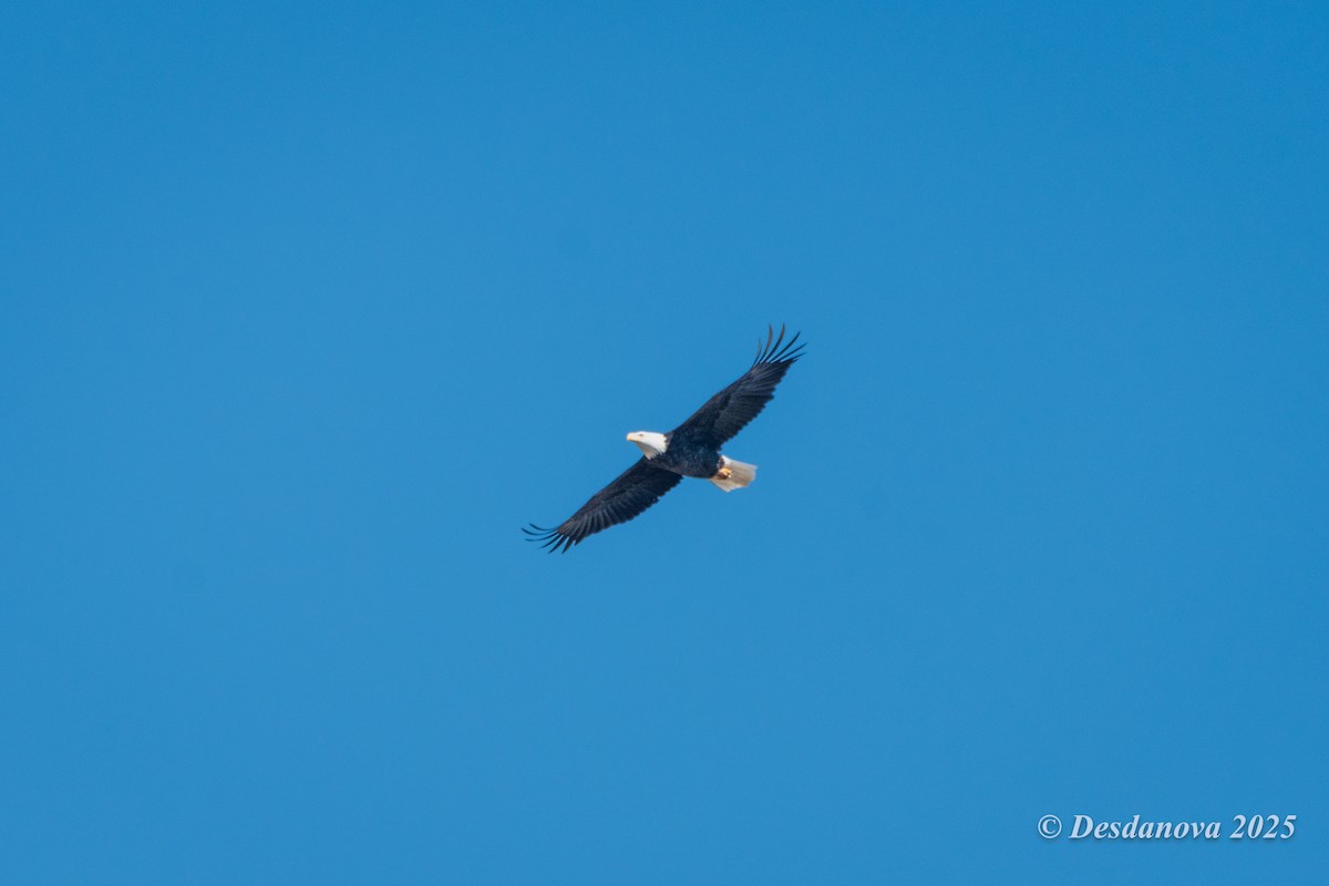Bald Eagle - ML643289610