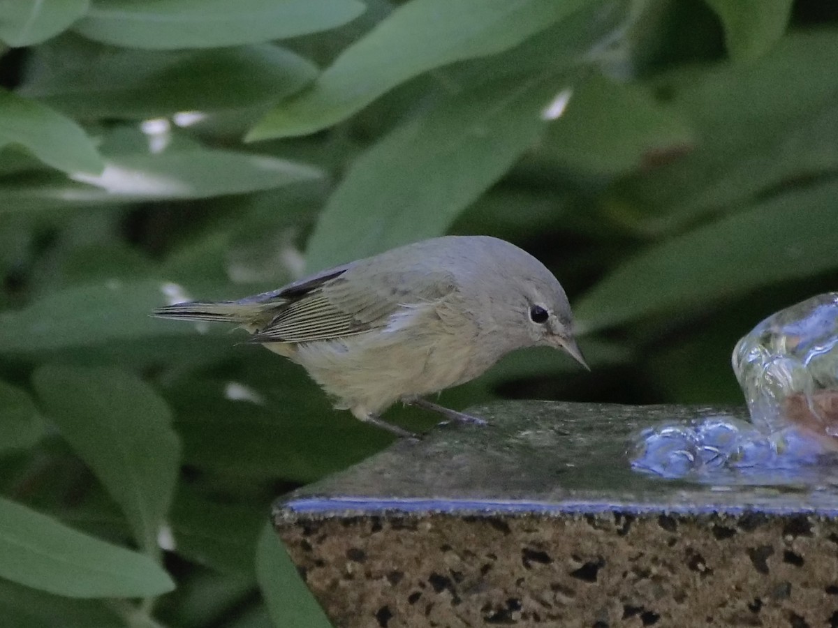 サメズアカアメリカムシクイ - ML643289613