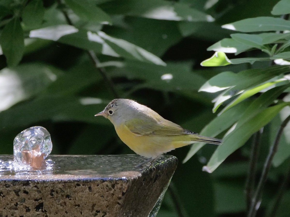 ズアカアメリカムシクイ - ML643289617