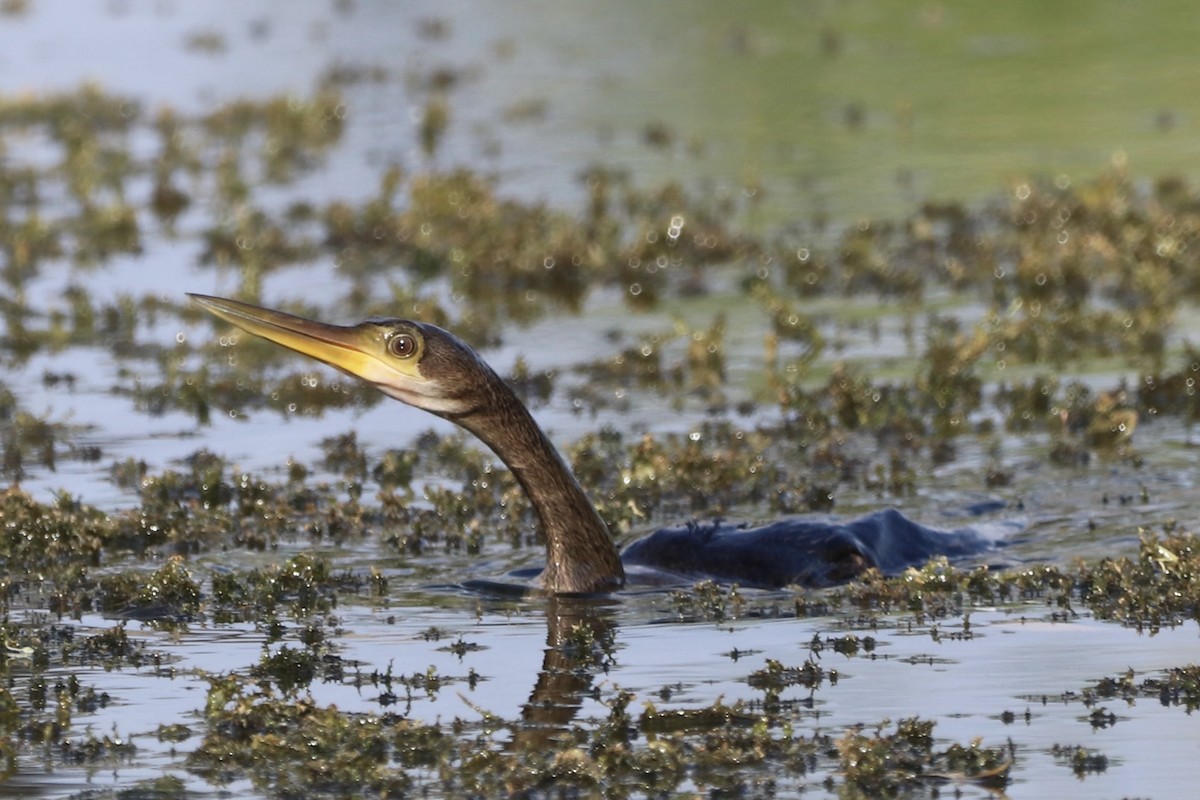 Anhinga - ML643289634