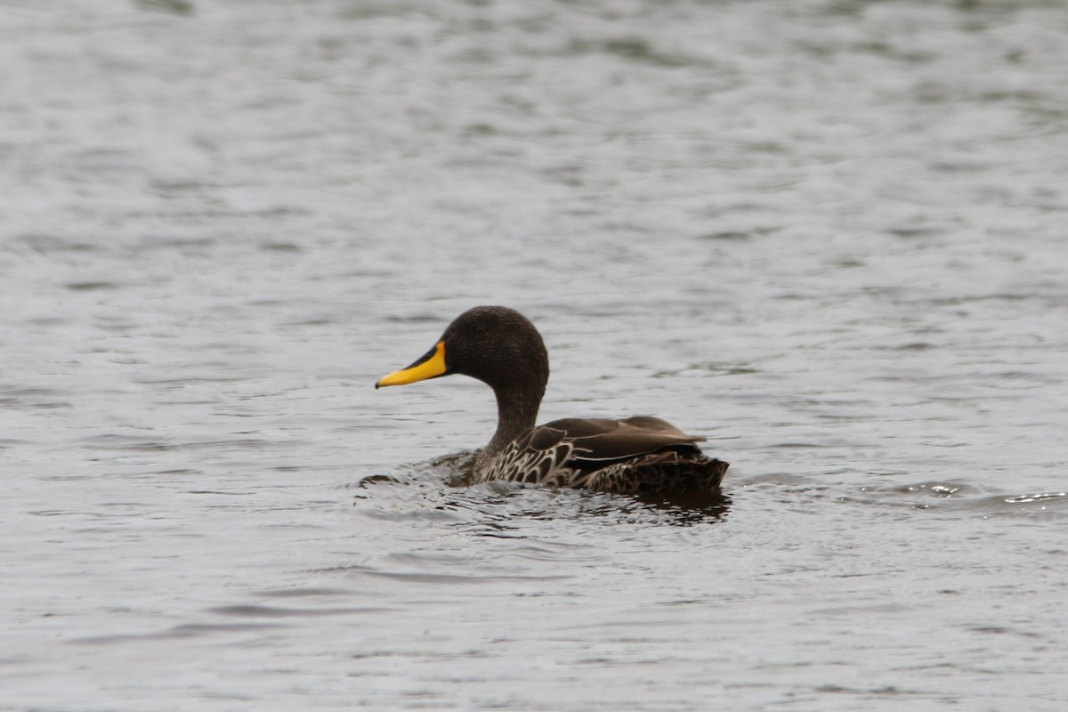 Yellow-billed Duck - ML643289645