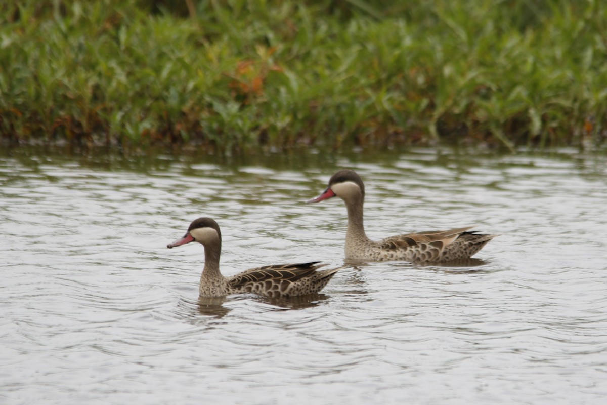 Red-billed Duck - ML643289673