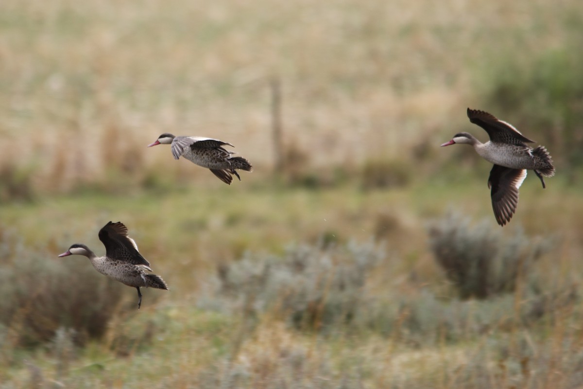 Red-billed Duck - ML643289675