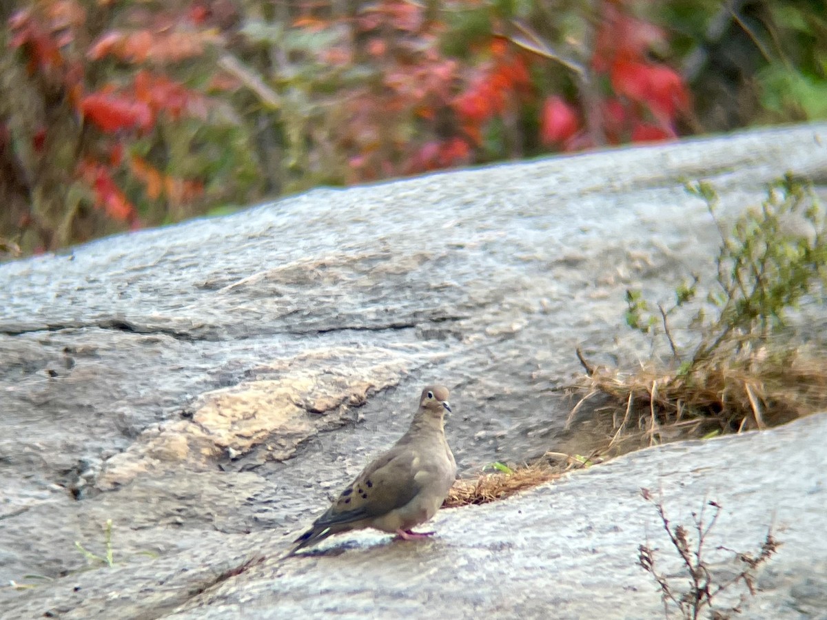 Mourning Dove - ML643289678