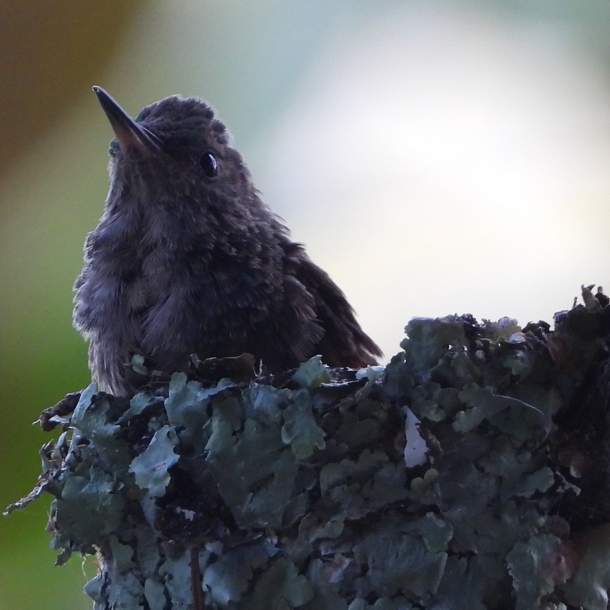 Berylline Hummingbird - ML643289704