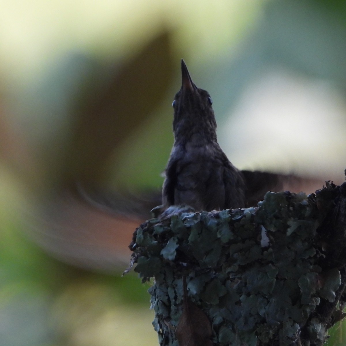 Berylline Hummingbird - ML643289705