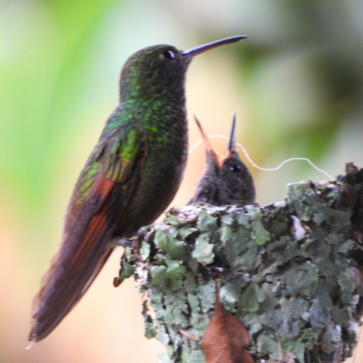 Berylline Hummingbird - ML643289706