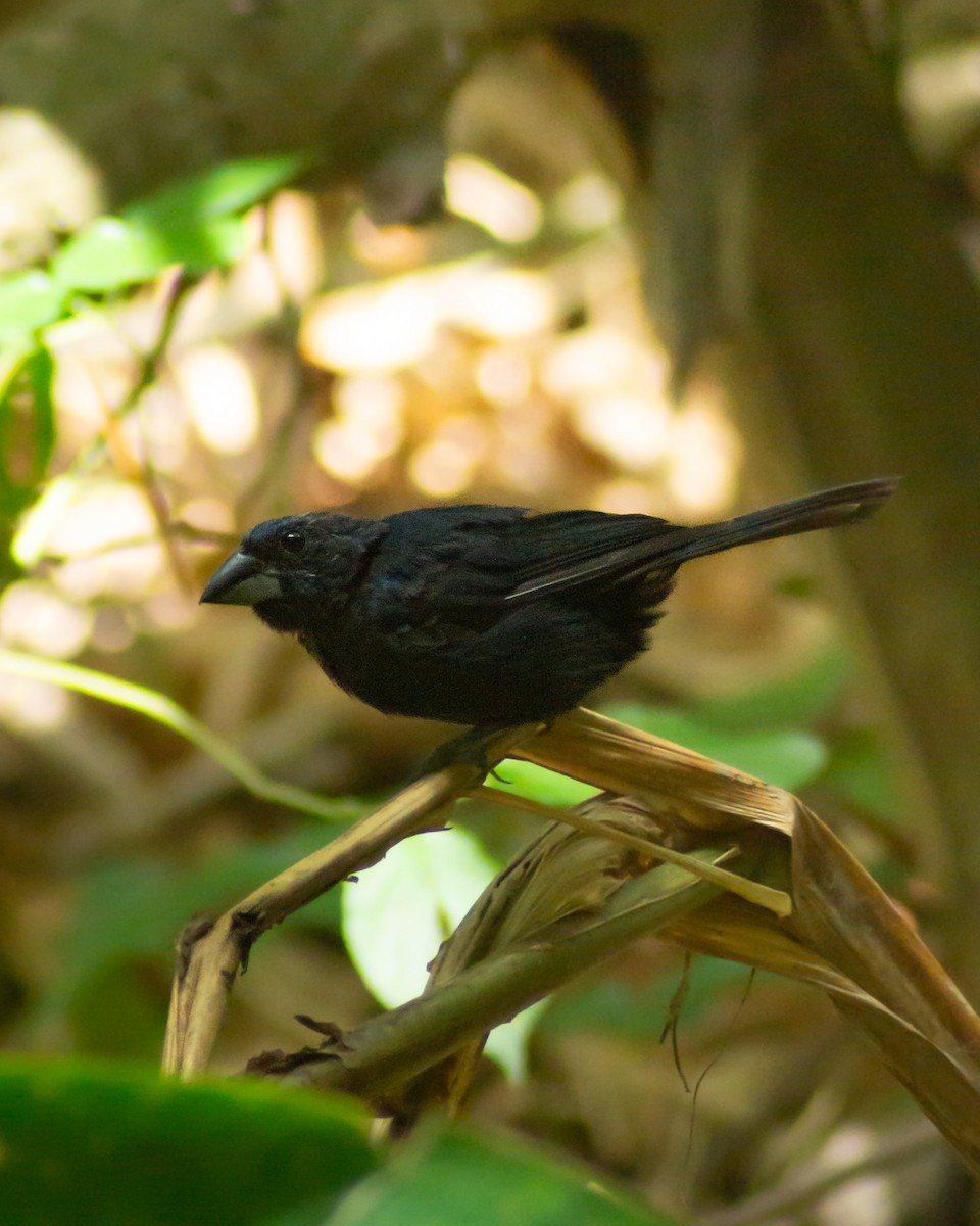 Blue-black Grosbeak - ML643289728