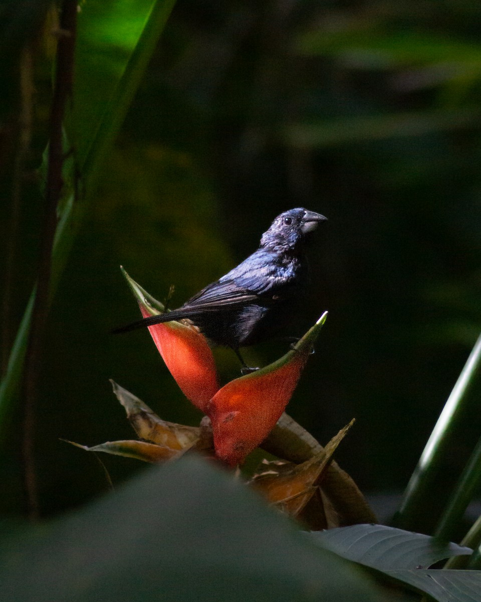 Blue-black Grosbeak - ML643289729