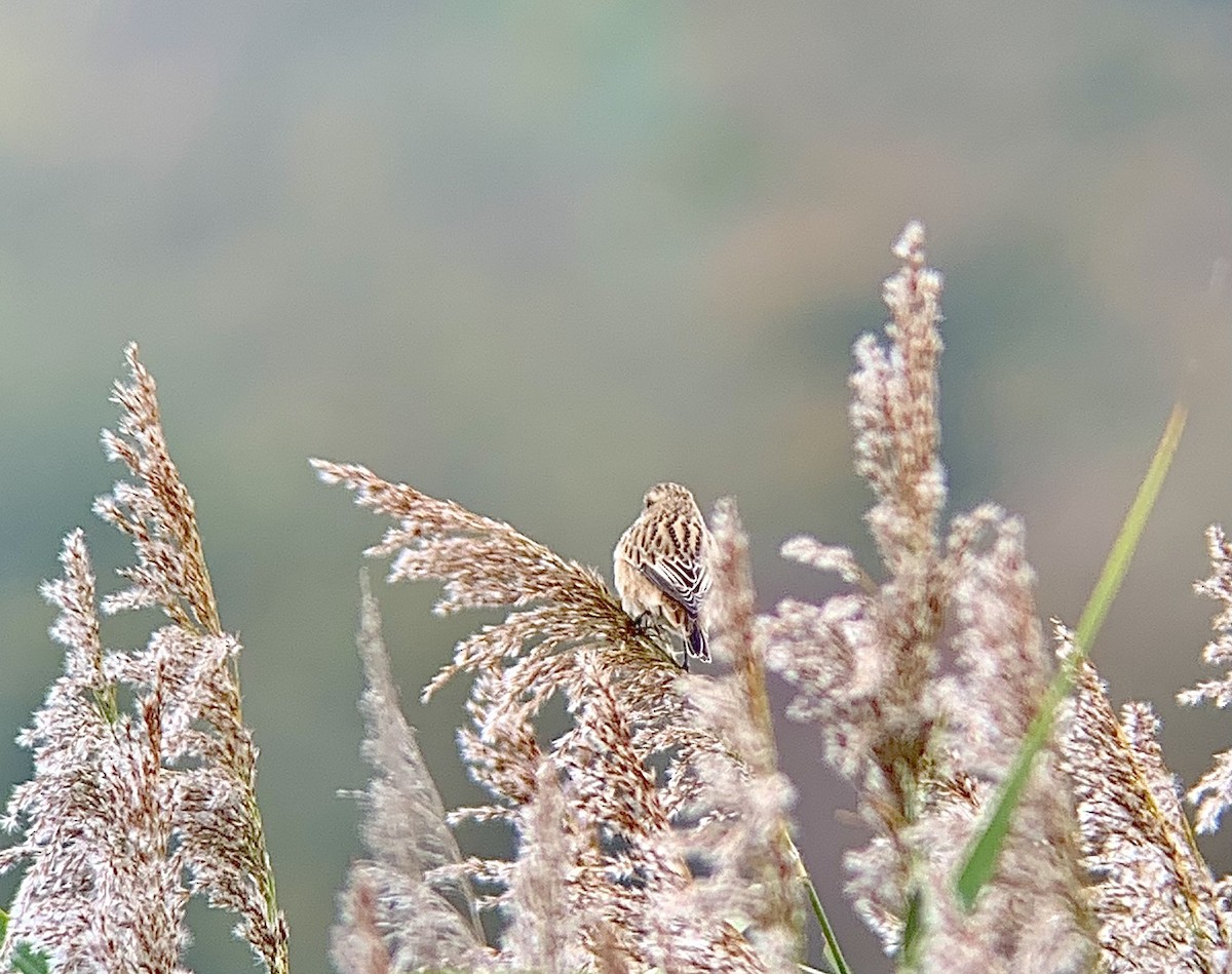 Whinchat - ML643289739