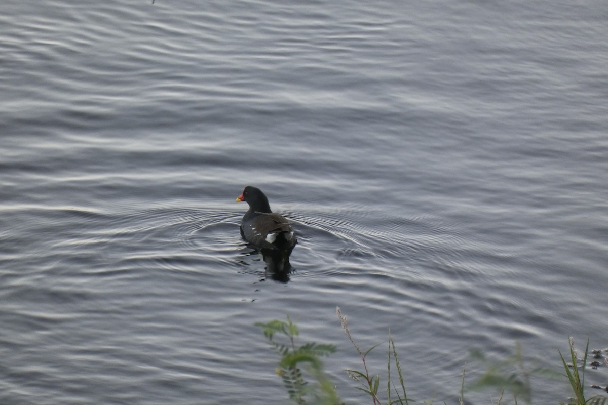 紅冠水雞 - ML643289754