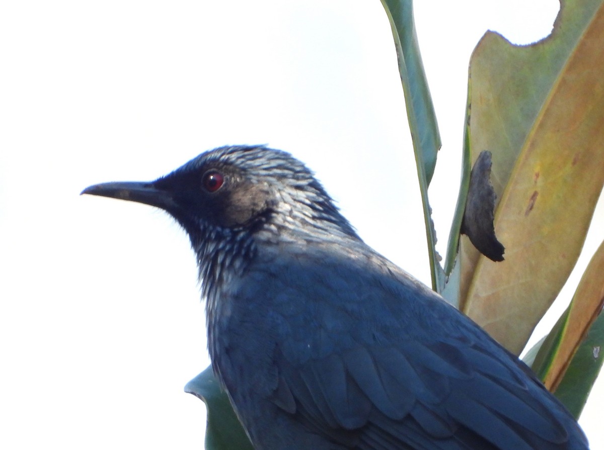 Blue Mockingbird - ML643289774