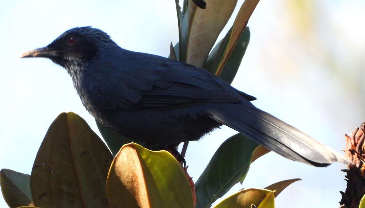 Blue Mockingbird - ML643289776