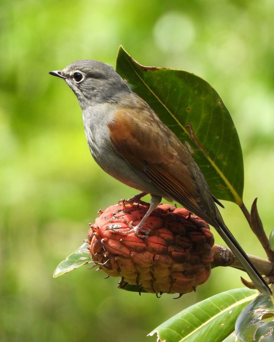 Brown-backed Solitaire - ML643289780