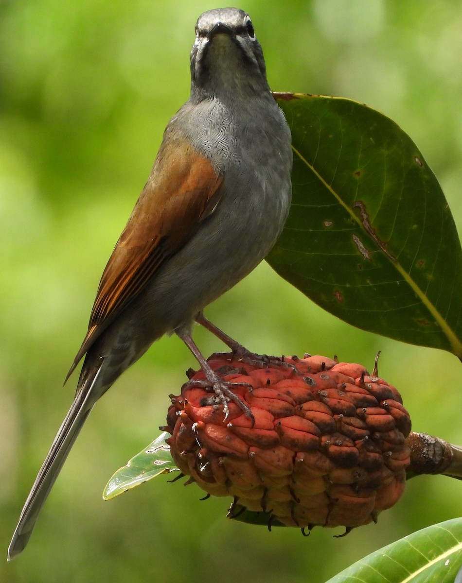 Brown-backed Solitaire - ML643289781
