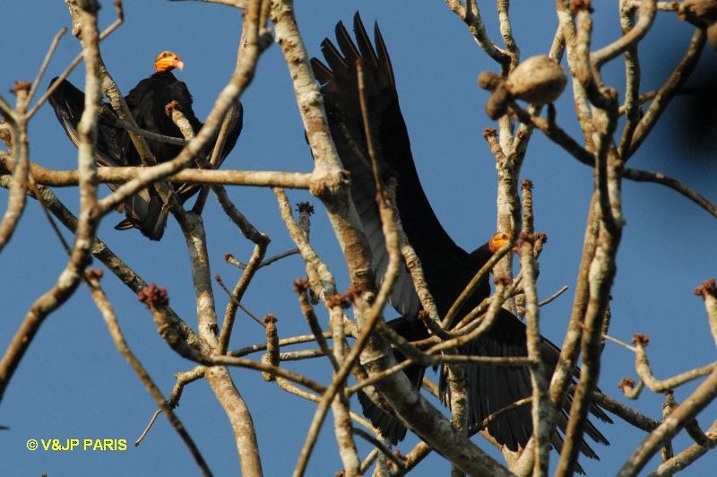 Greater Yellow-headed Vulture - ML643289811
