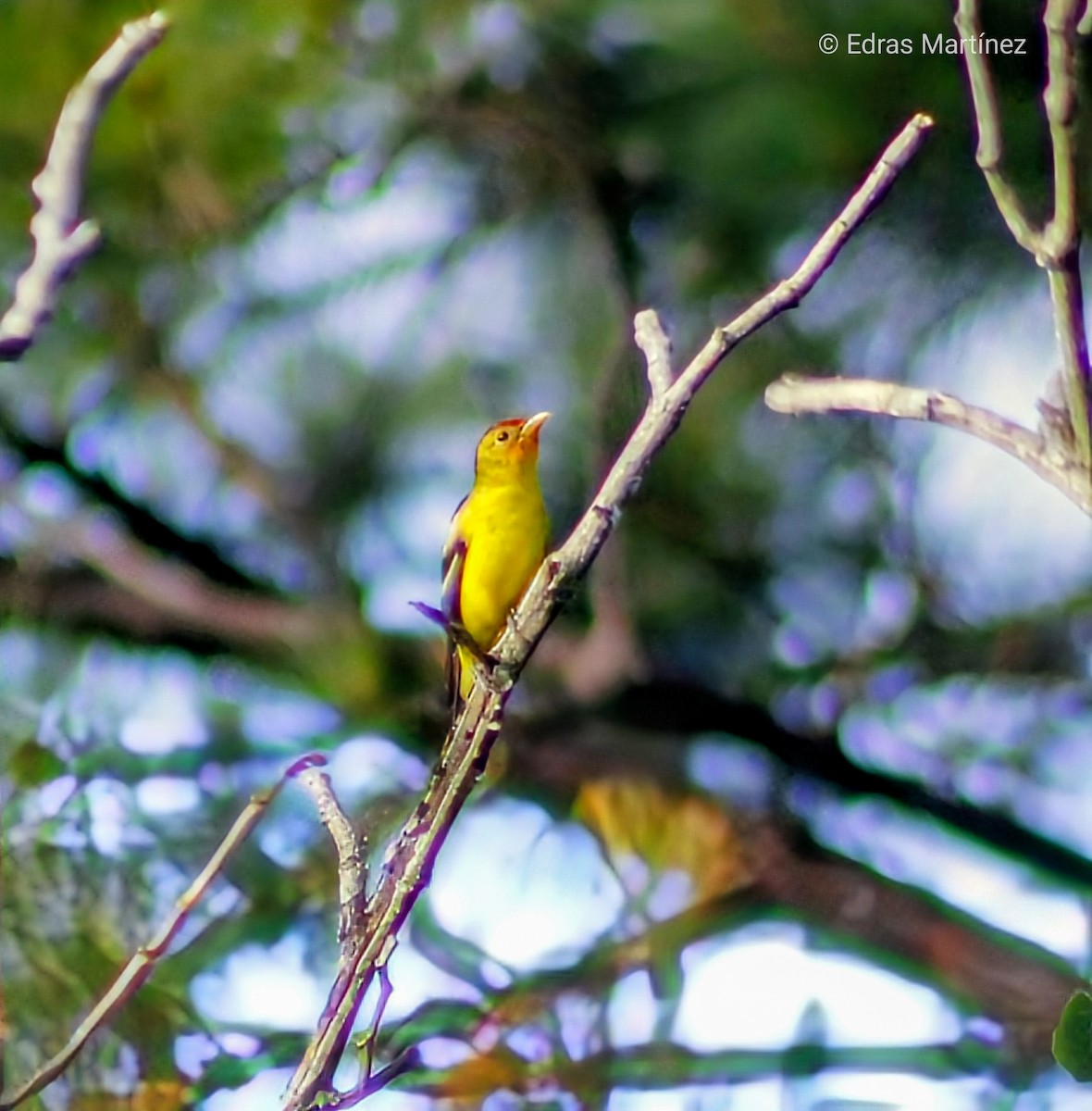 Western Tanager - ML643289842