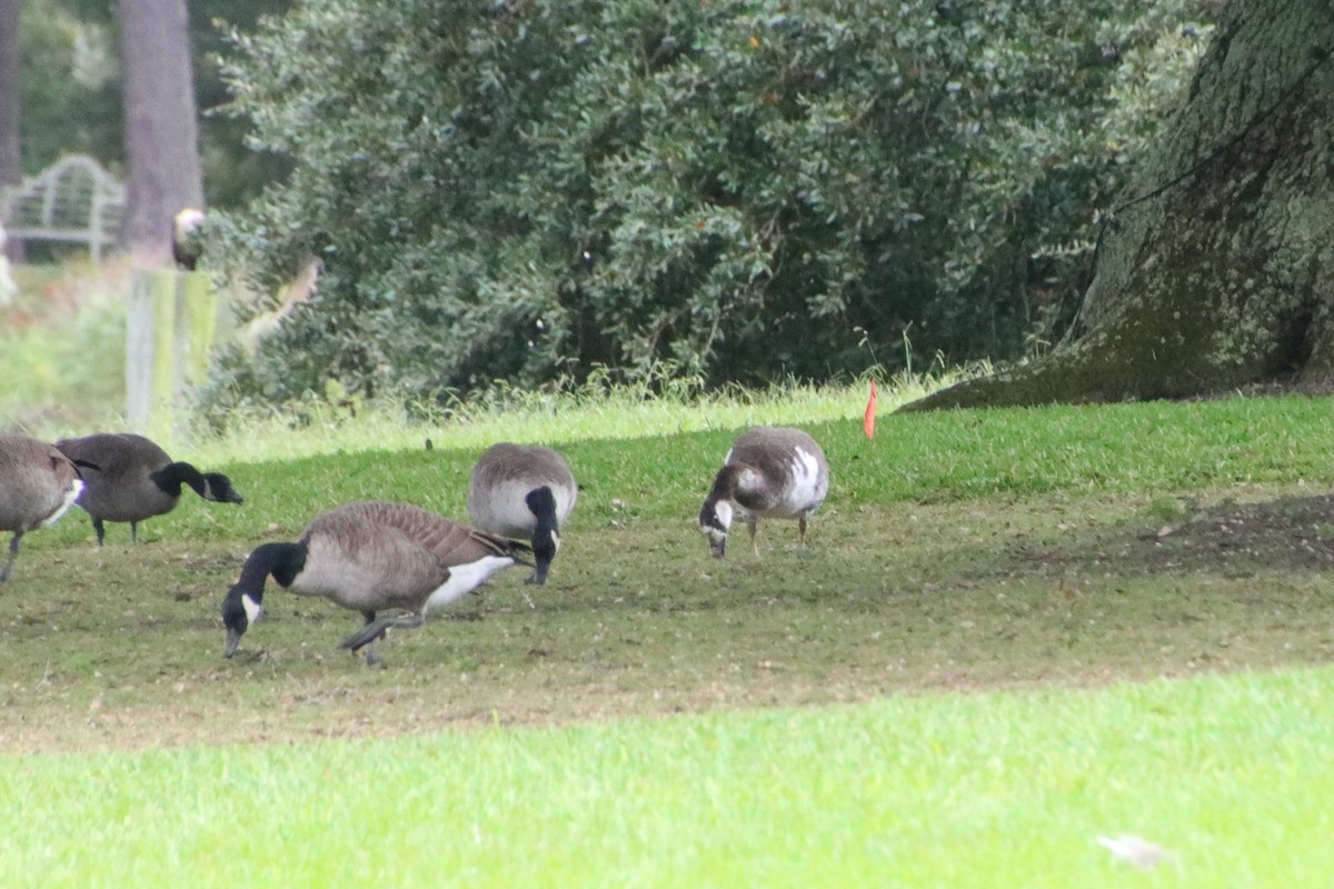 Domestic goose sp. x Canada Goose (hybrid) - ML643289851
