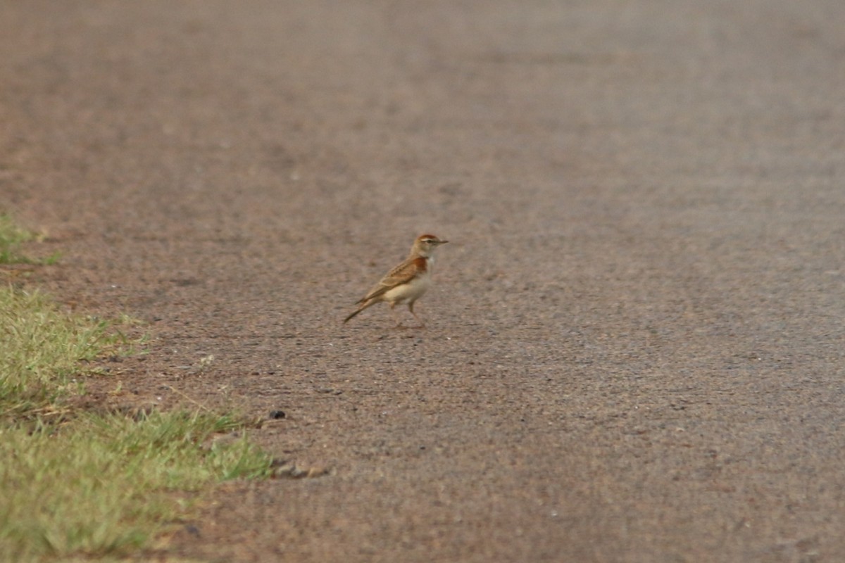 Red-capped Lark - ML643289863