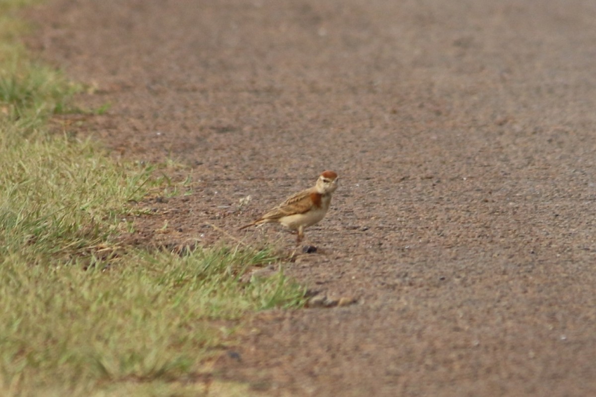 Red-capped Lark - ML643289864