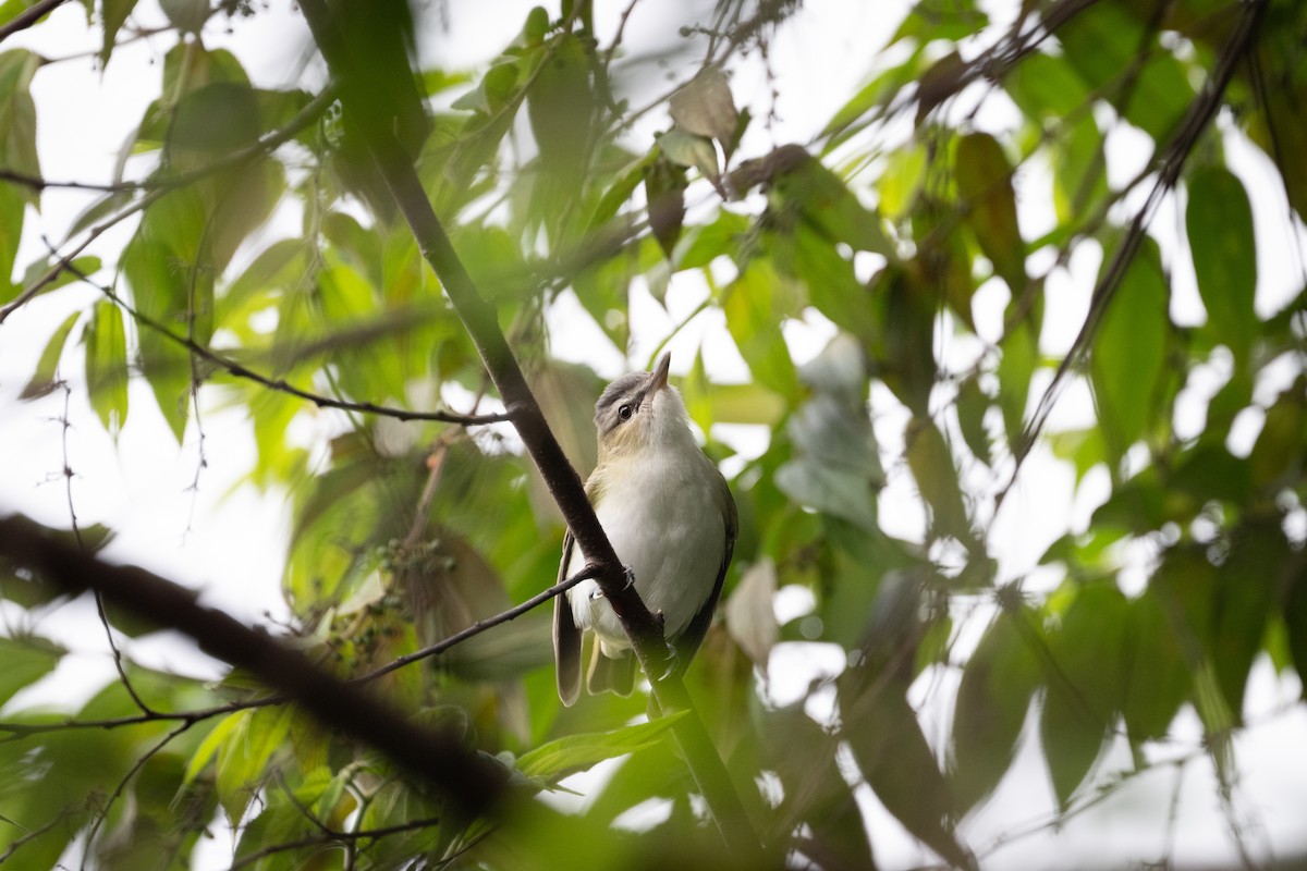 Red-eyed Vireo - ML643289868