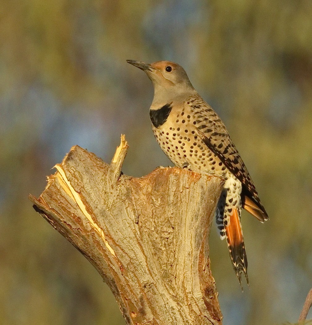 Northern Flicker (Red-shafted) - ML643289869