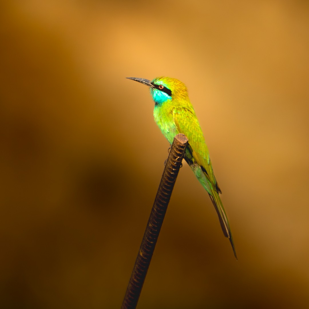Arabian Green Bee-eater - ML643289870