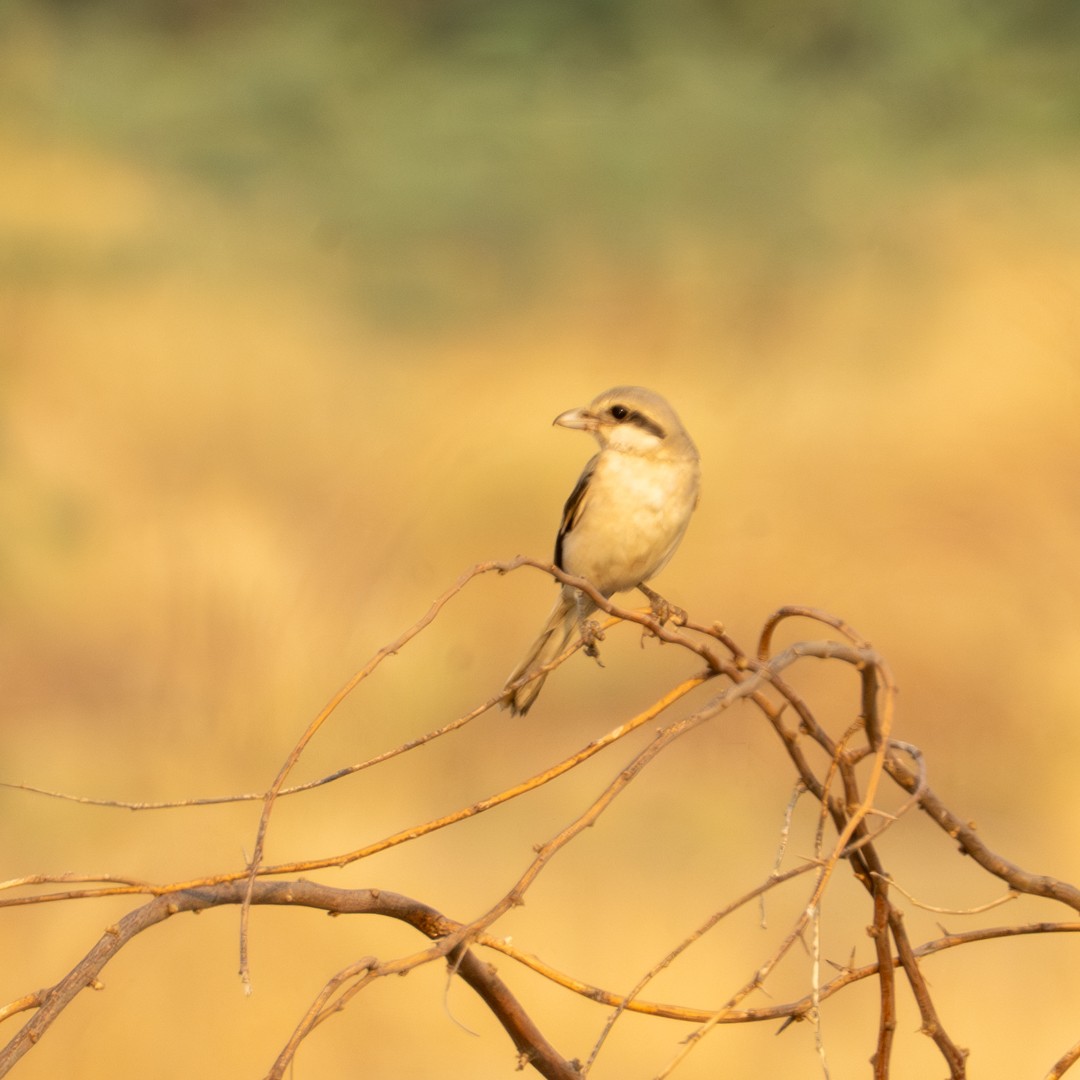 Isabelline Shrike - ML643289878