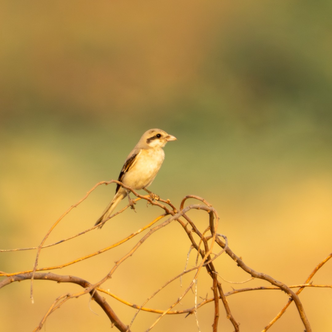 Isabelline Shrike - ML643289879