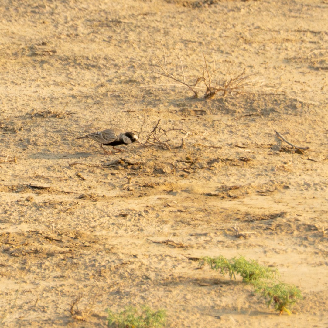 Black-crowned Sparrow-Lark - ML643289890