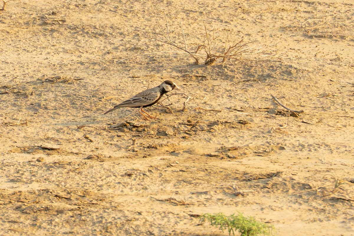 Black-crowned Sparrow-Lark - ML643289891
