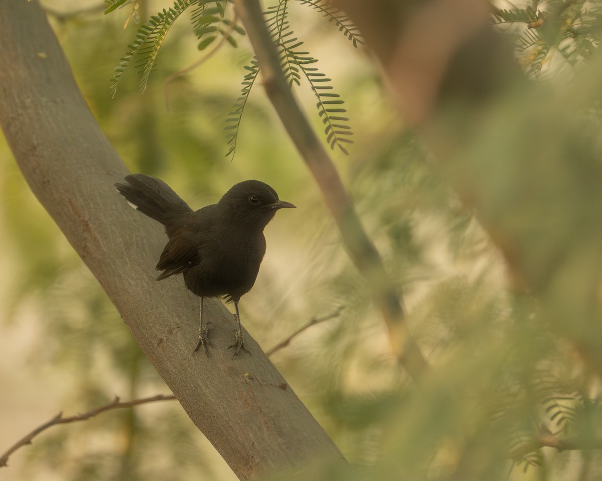 Black Scrub-Robin - ML643289898