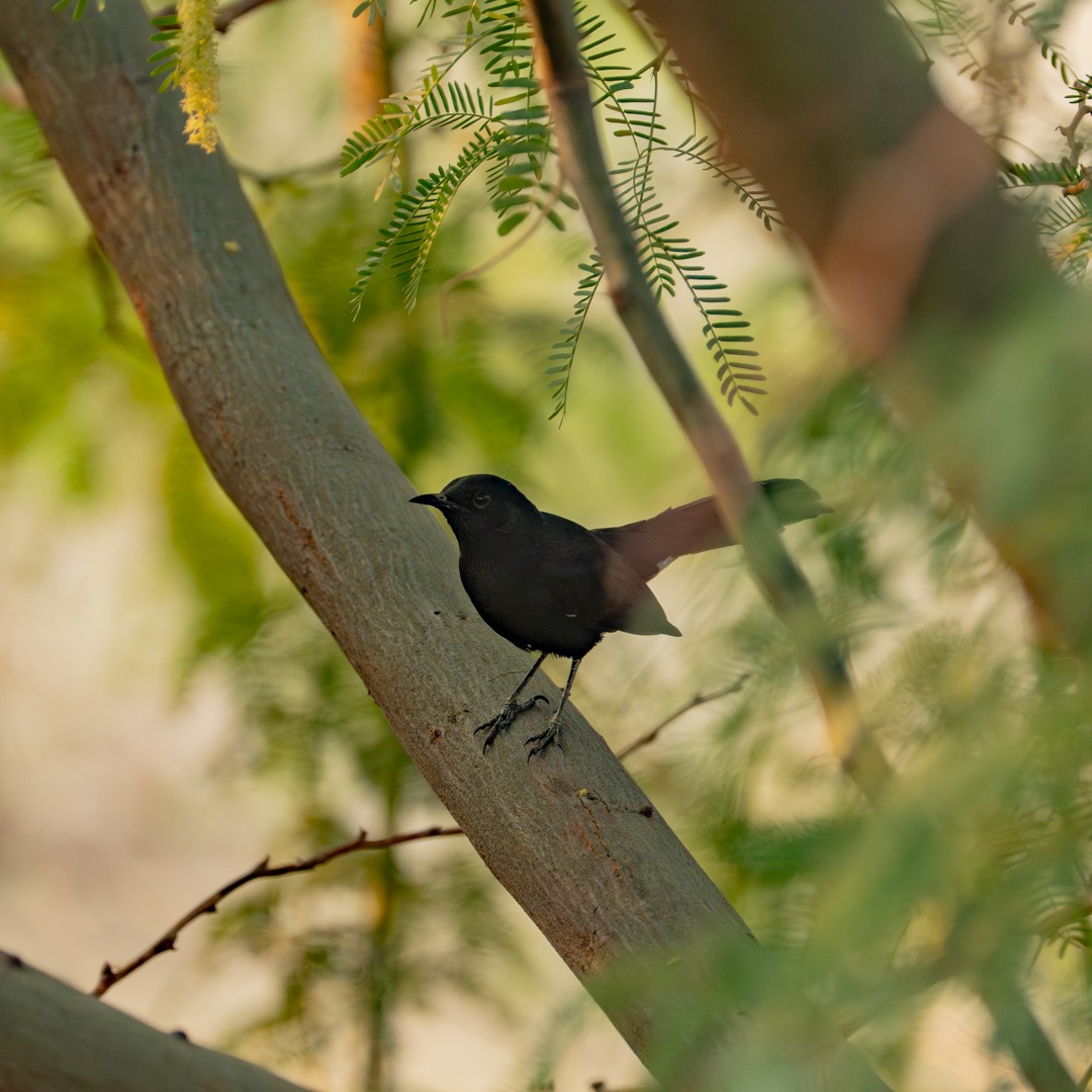 Black Scrub-Robin - ML643289899