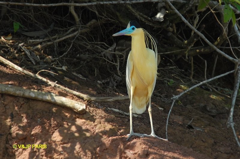 Capped Heron - ML643289908