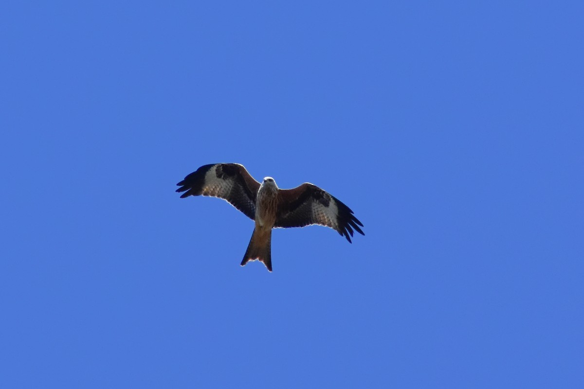 Red Kite - ML643289918