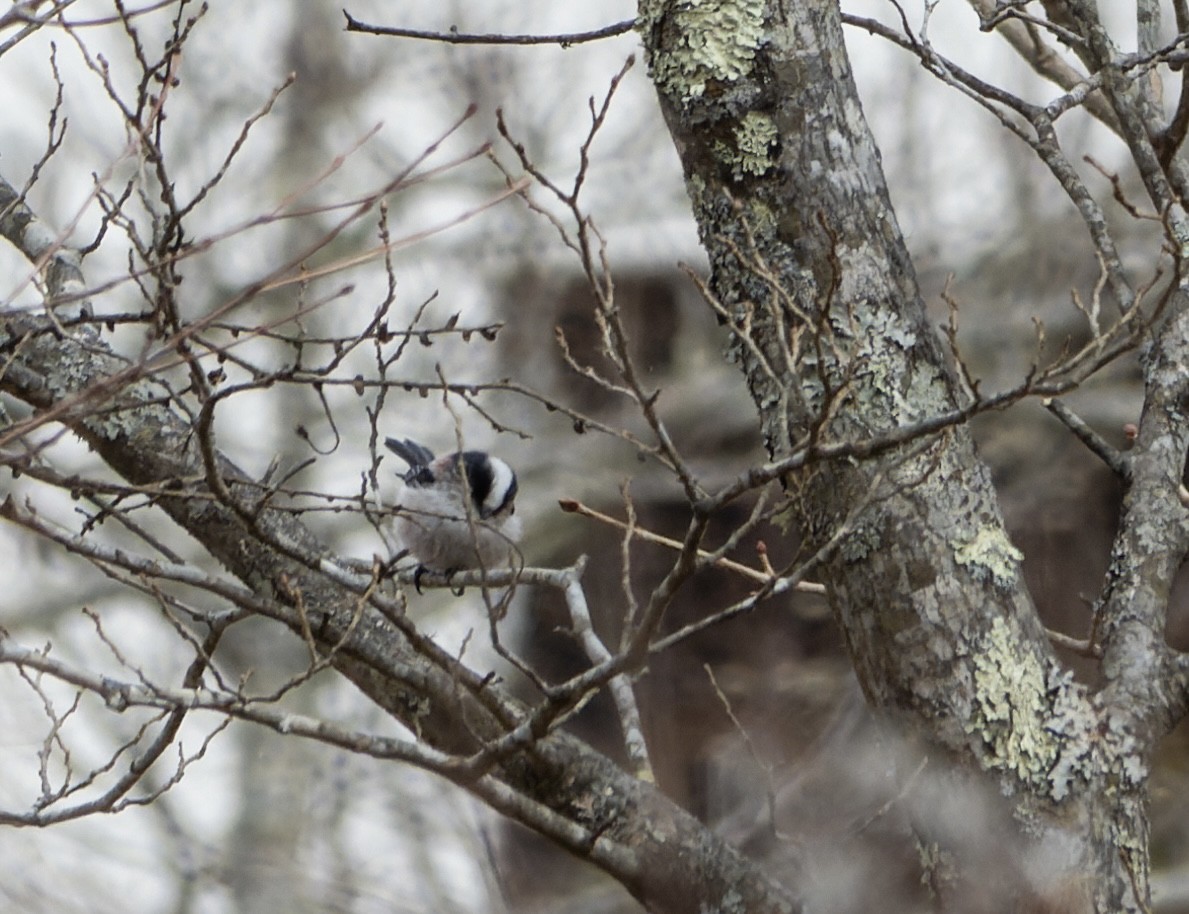Long-tailed Tit - ML643289925