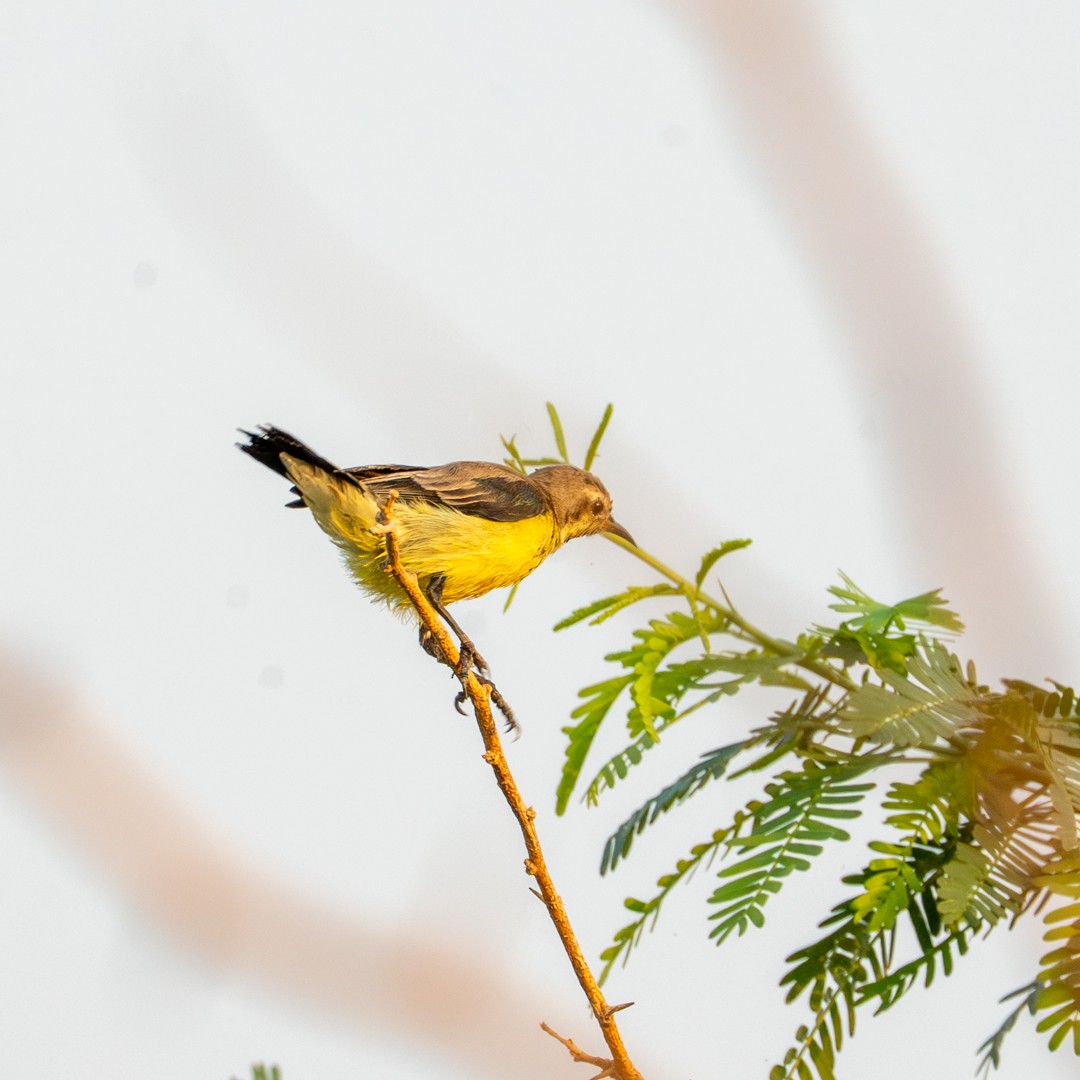 Nile Valley Sunbird - ML643289933