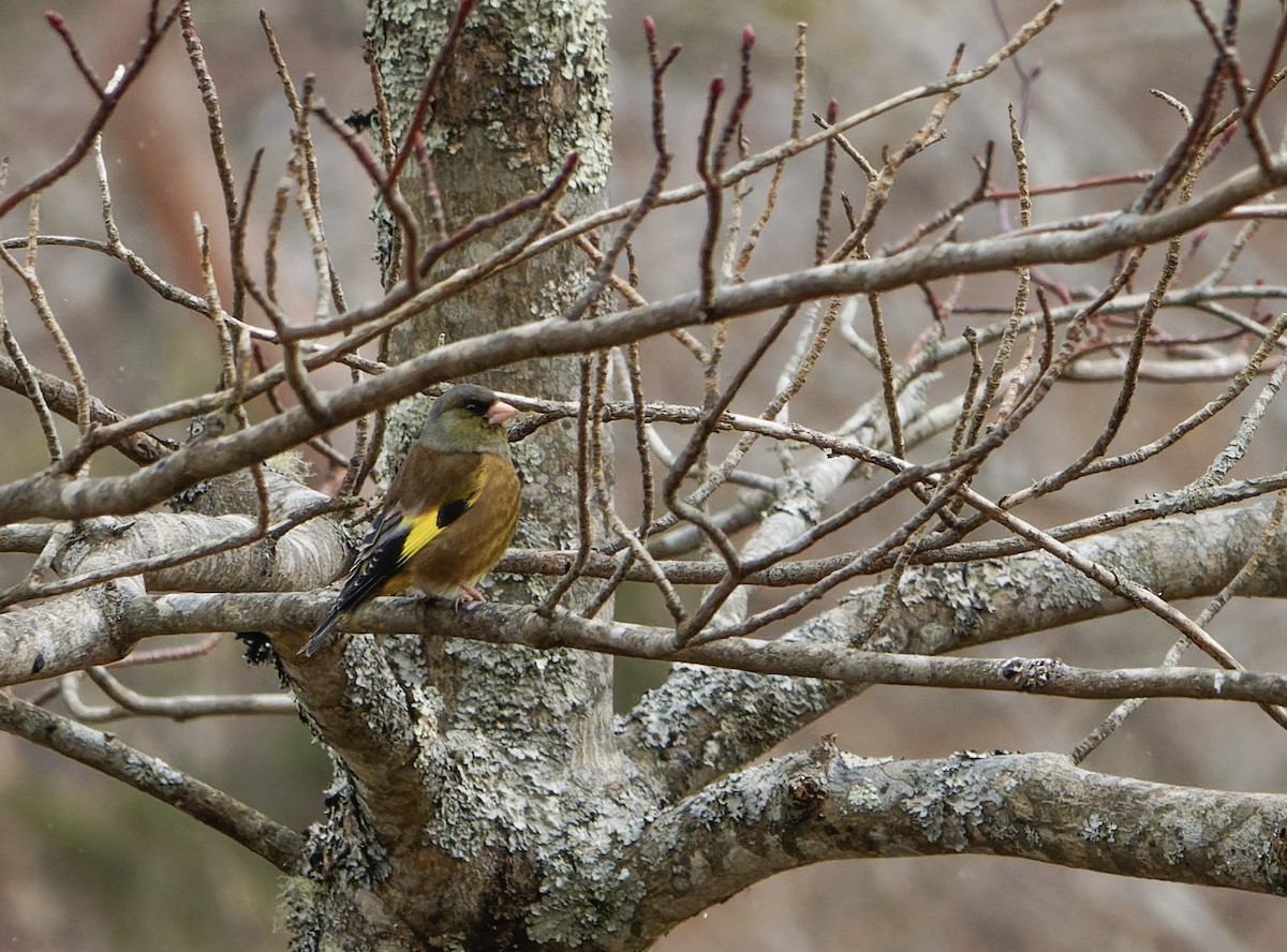 Oriental Greenfinch - ML643289941