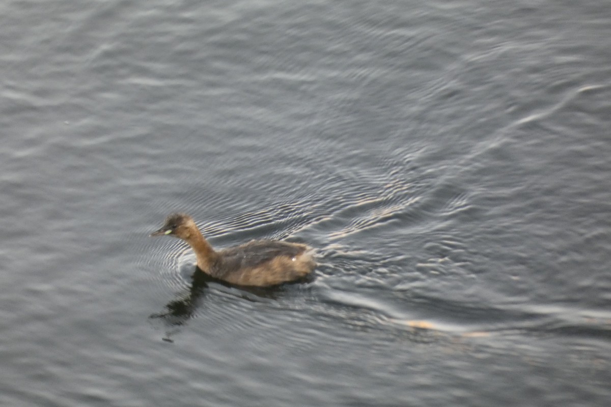 小鸊鷉 - ML643289955