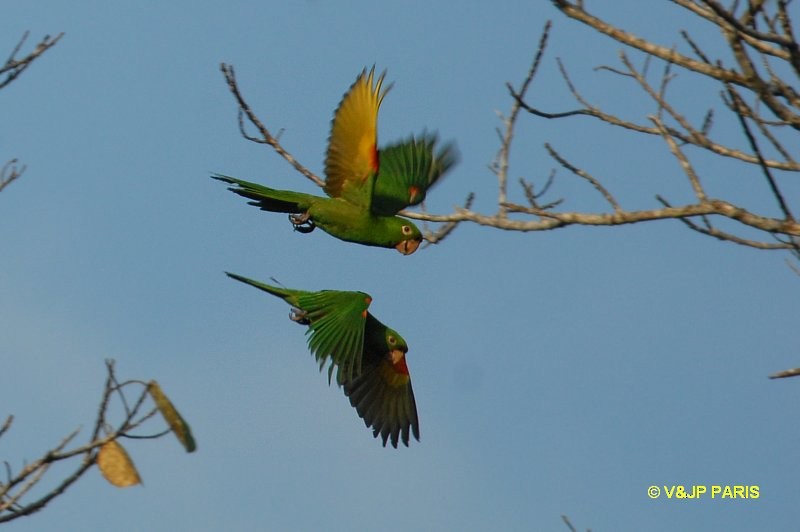 Conure pavouane - ML643289963